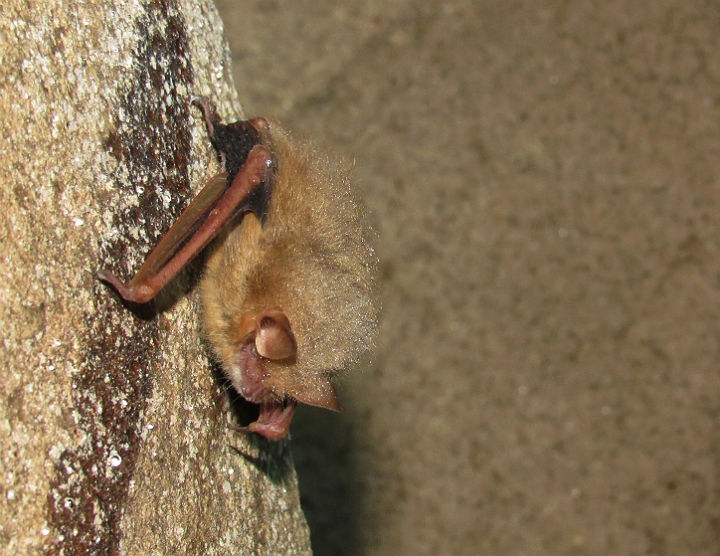 Little Brown Bat